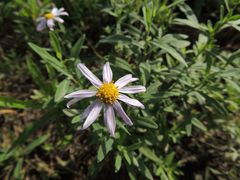 Aster pekinensis