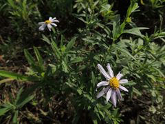 Aster pekinensis