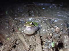 Hyla japonica