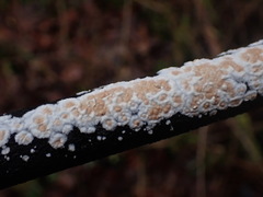 Cylindrobasidium laeve