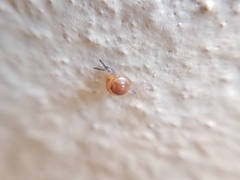 Habroconus