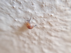 Habroconus