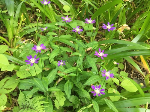 Genus Miyamayomena · iNaturalist