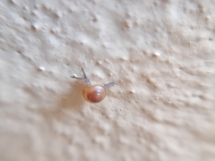 Habroconus