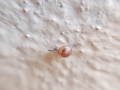 Habroconus