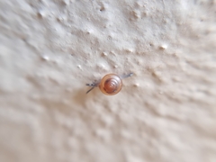 Habroconus