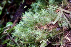 Dawsonia