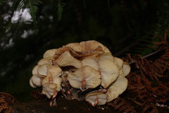 Armillaria hinnulea