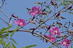 Tanaecium dichotomum