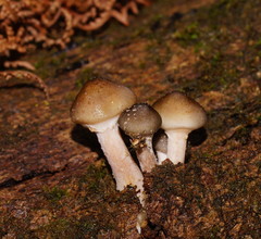Armillaria hinnulea