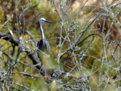 Egretta garzetta × gularis