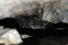Myotis dasycneme