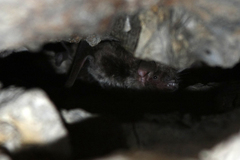 Myotis dasycneme