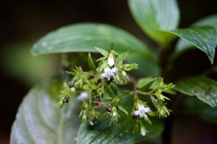 Hedyotis