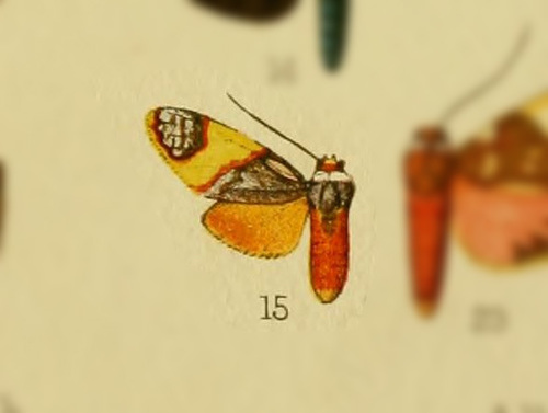 Neritos albicollis