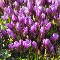Gentianella magellanica