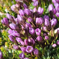 Gentianella magellanica