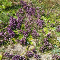 Gentianella magellanica
