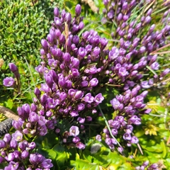Gentianella magellanica