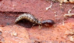 Raphidiinae