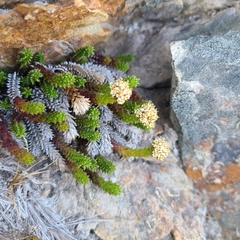 Nassauvia pygmaea