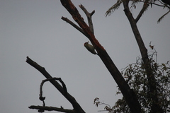 Picus squamatus