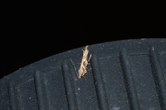 Aristotelia fungivorella