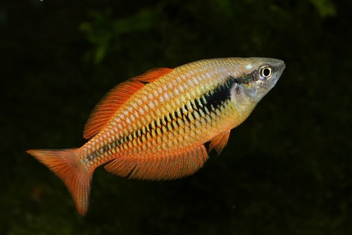 Melanotaenia parva photo