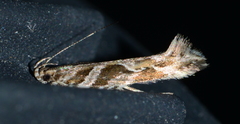 Aristotelia fungivorella