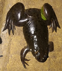 Xenopus