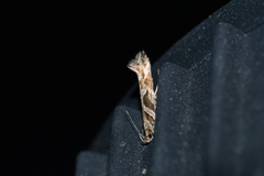 Aristotelia fungivorella