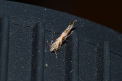 Aristotelia fungivorella