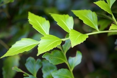 Phyllocladus hypophyllus