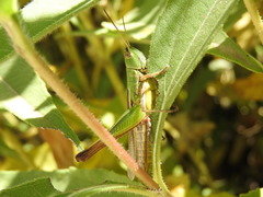 Staurorhectus longicornis
