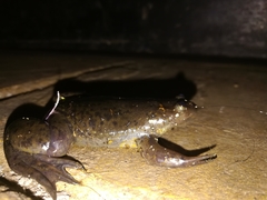 Xenopus