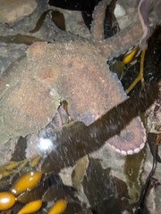 Octopus bimaculatus