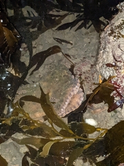 Octopus bimaculatus