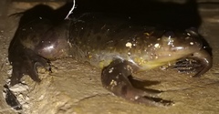 Xenopus