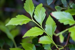 Phyllocladus hypophyllus