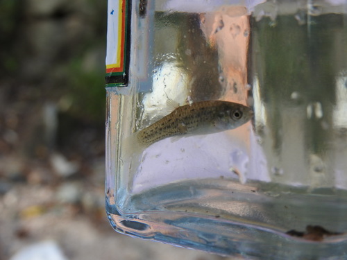 Onesided livebearer (Jenynsia lineata) — Anablepidae — 5