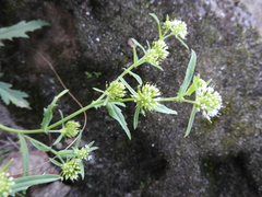 Acicarpha tribuloides