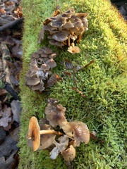 Mycena tintinnabulum