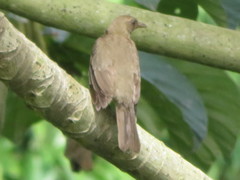 Turdus ignobilis debilis