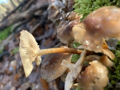 Mycena tintinnabulum