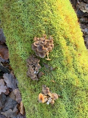 Mycena tintinnabulum