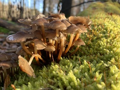 Mycena tintinnabulum