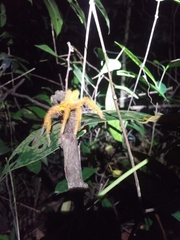 Heteropoda davidbowie