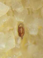 Clubiona meraukensis