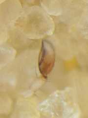 Clubiona meraukensis