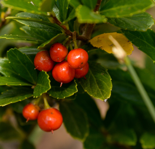 Azara alpina, photograph 4